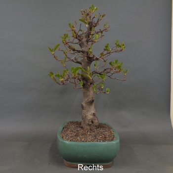 Preview: Bonsai, Schwarzerle, Alnus, rechts